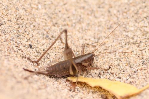 Réf. 243 374 : Rhacocleis poneli